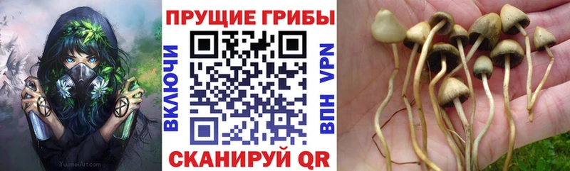 Галлюциногенные грибы прущие грибы наркота Малоярославец